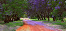 Jacaranda Drive